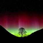 Hopes for future of iconic Sycamore Gap Tree renewed