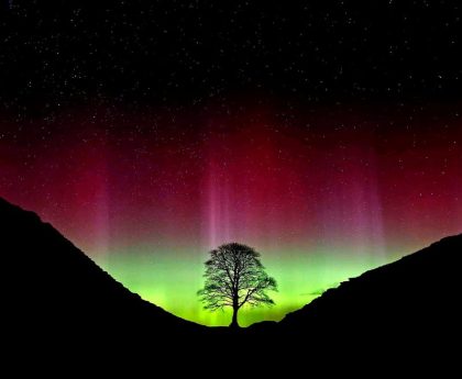 Hopes for future of iconic Sycamore Gap Tree renewed