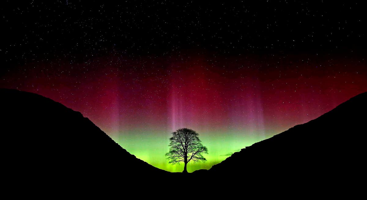 Hopes for future of iconic Sycamore Gap Tree renewed