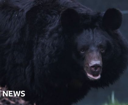 Bear injured in Ukraine shelling gets new home in Scotland