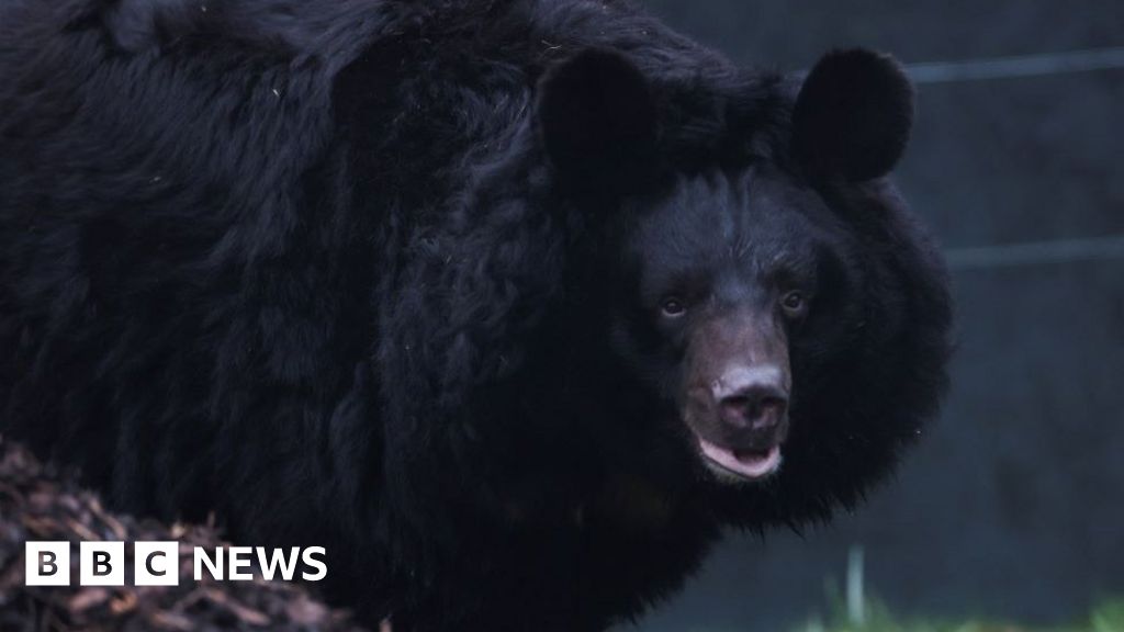 Bear injured in Ukraine shelling gets new home in Scotland