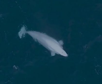 ‘Ghostly’ creature spotted in Scotland waters is a rare Arctic visitor. See video