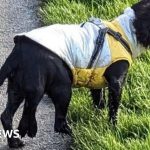 Dog with six legs has operation to remove extra limbs