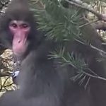 Escaped monkey filmed for second time in Scottish town