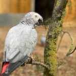 Foul-mouthed parrots moved with other birds to curb swearing habit