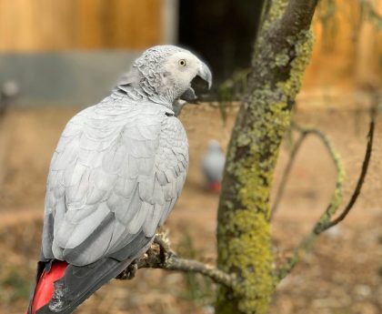 Foul-mouthed parrots moved with other birds to curb swearing habit