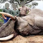 Hundreds of endangered animals killed by British trophy hunters since Sunak promised ban