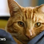 MP's pet abduction bill set to be given government support