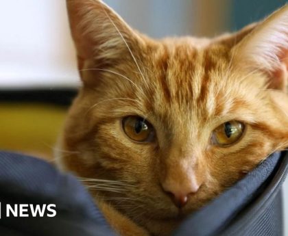 MP's pet abduction bill set to be given government support