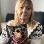 Missing pets: 'Heartless' scammers targeting desperate owners