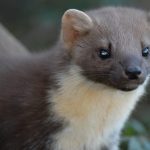 Pine martens make comeback from brink of extinction in southern England