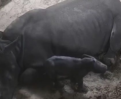 Birth of rare baby rhino captured on CCTV at safari park