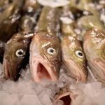 Russia preparing to ban Britain from fishing for cod and haddock in Barents Sea