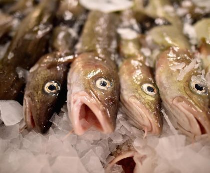 Russia preparing to ban Britain from fishing for cod and haddock in Barents Sea