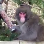 Scotland monkey escape updates: Fresh sighting of Japanese macaque monkey