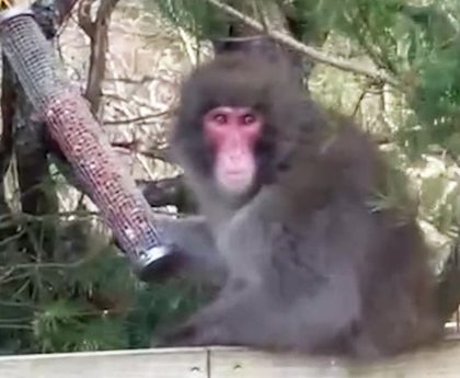 Scotland monkey escape updates: Fresh sighting of Japanese macaque monkey