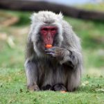 Scotland monkey – live: Macaque on the run in highlands after escaping wildlife park