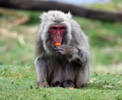 Scotland monkey – live: Macaque on the run in highlands after escaping wildlife park