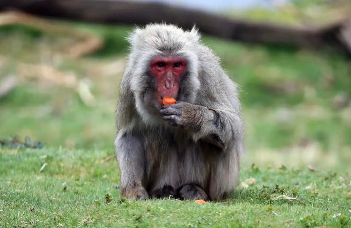 Scotland monkey – live: Macaque on the run in highlands after escaping wildlife park