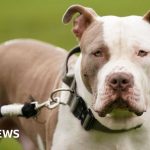 Scottish government announces XL Bully dog 'ban'