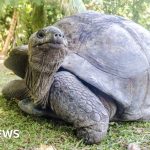 Seven giant tortoises found dead in woodland near Exeter