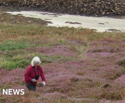 The woman who spent Christmas in search of a rare plant