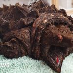 Alligator snapping turtle found in Cumbrian tarn