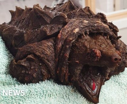 Alligator snapping turtle found in Cumbrian tarn