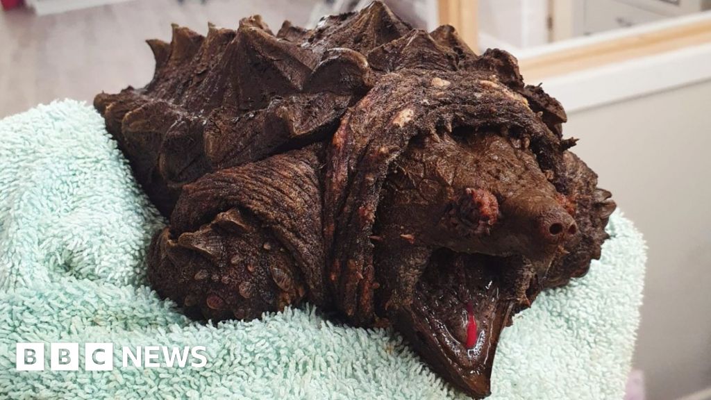 Alligator snapping turtle found in Cumbrian tarn