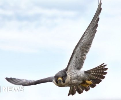 DNA testing snares father and son who raided peregrine nests