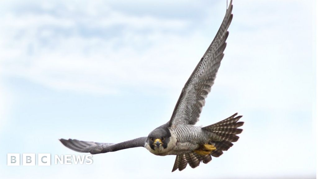 DNA testing snares father and son who raided peregrine nests