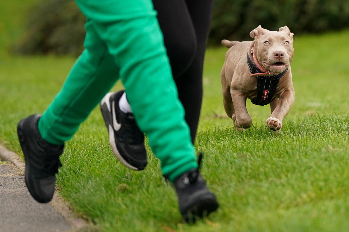 Dogs that mauled grandmother to death in Jaywick were XL bullies, police say