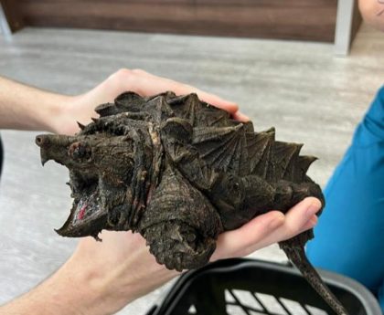 Exotic ‘dinosaur-like’ turtle that can bite through bone found in Cumbria