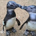 Farnham penguin finds 'guide bird' in one of her friends