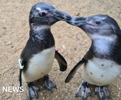 Farnham penguin finds 'guide bird' in one of her friends