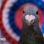 King's pigeons bought by pigeon-racing opponents