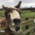 Lonely donkey to meet potential companions after goat best friend dies