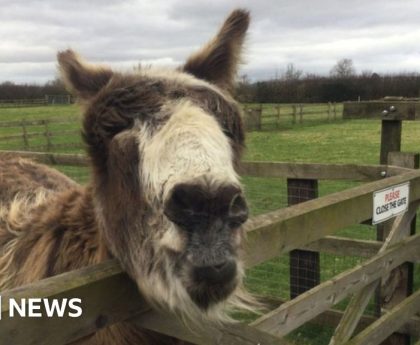 Lonely donkey to meet potential companions after goat best friend dies