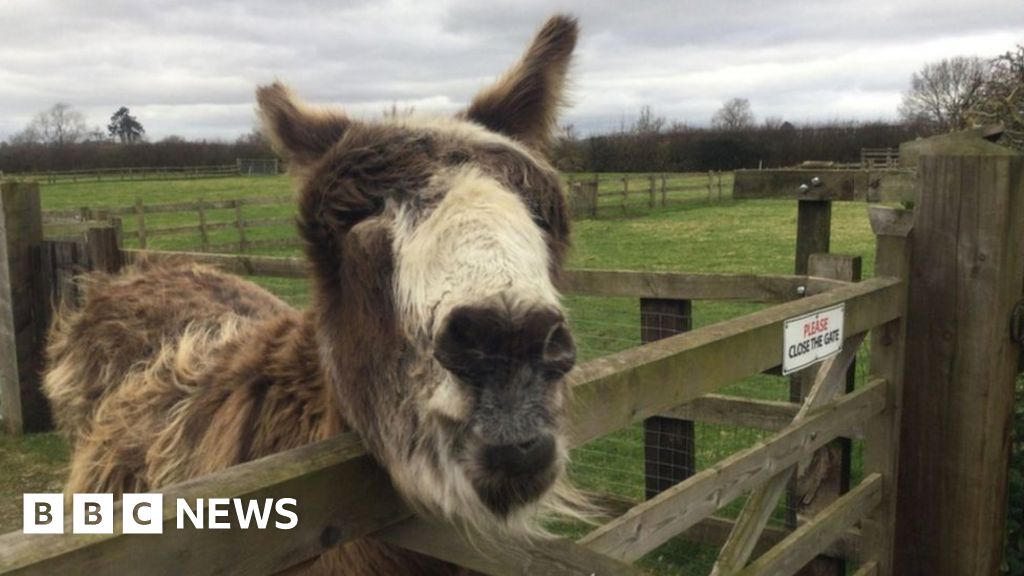 Lonely donkey to meet potential companions after goat best friend dies