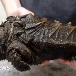 Meet Fluffy the alligator snapping turtle found in Urswick Tarn, Cumbria