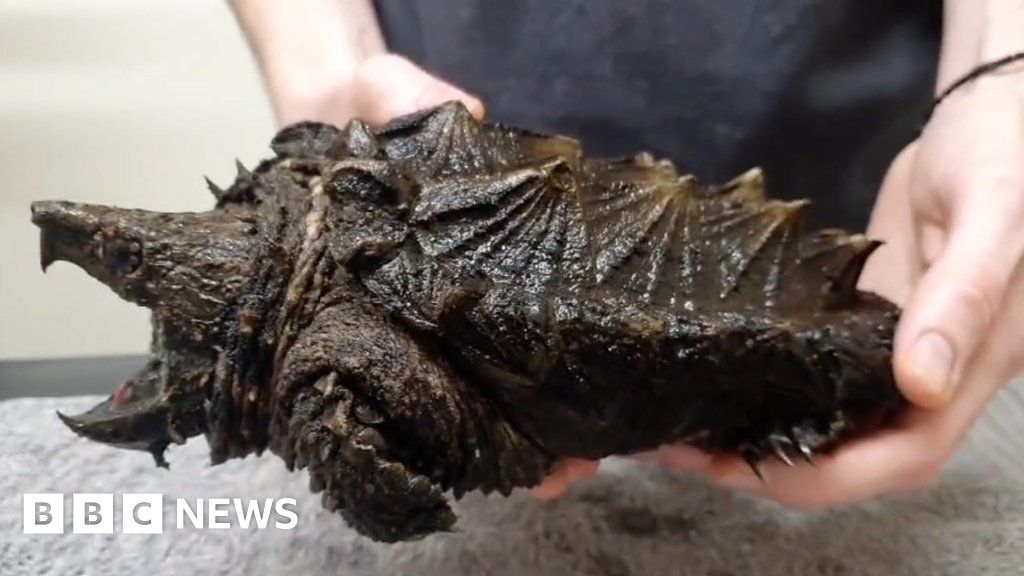 Meet Fluffy the alligator snapping turtle found in Urswick Tarn, Cumbria