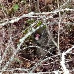 Scottish monkey escape: Drone sighting of Kingussie Kong hiding among trees as experts close in