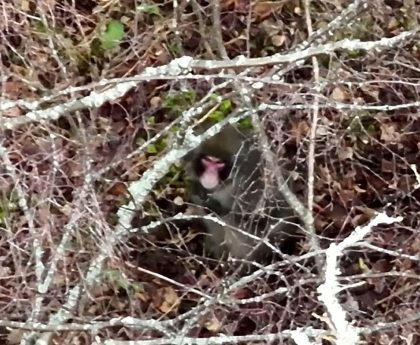 Scottish monkey escape: Drone sighting of Kingussie Kong hiding among trees as experts close in