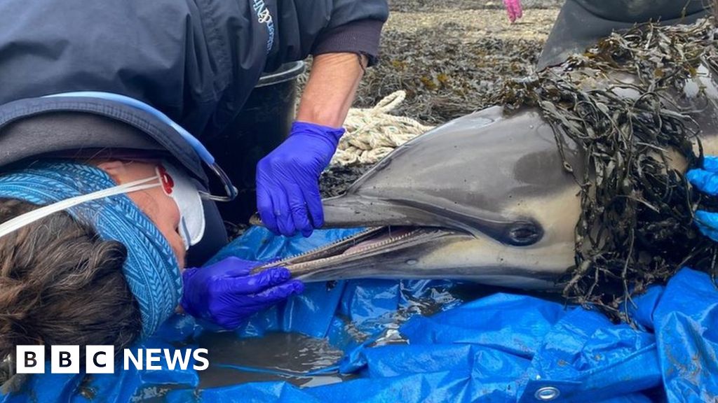 Stranded dolphin helped back out to sea