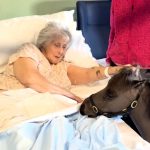 Therapy pony visits hospital to cheer up patients in their sick beds