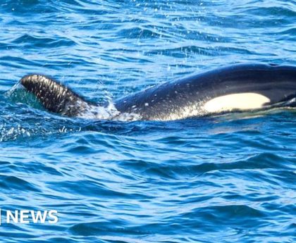 Video shows orca learning to hunt birds off Orkney