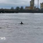 Watch: Dolphin pod spotted in the River Thames