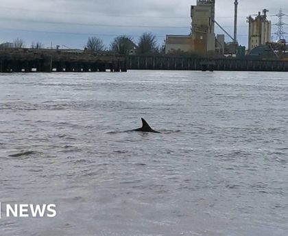 Watch: Dolphin pod spotted in the River Thames