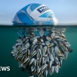 A ball of barnacles wins wildlife photo award