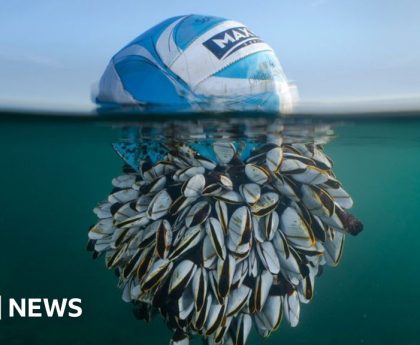 A ball of barnacles wins wildlife photo award